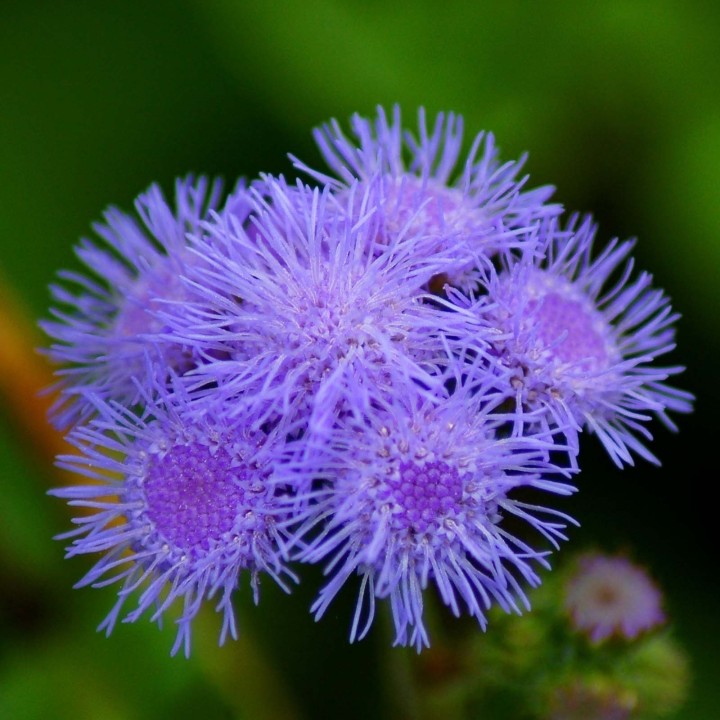 Nasiona żeniszka meksykańskiego (Ageratum mexicanum) - 263901544