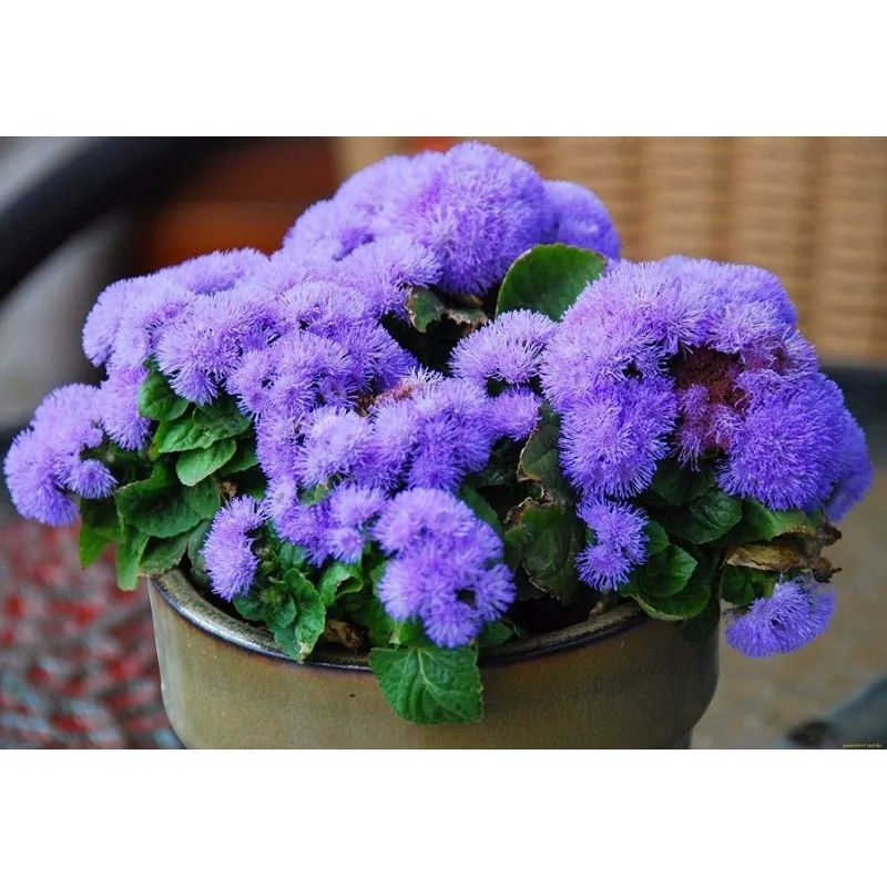 Flossflower Seeds (Ageratum mexicanum)