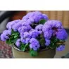 Flossflower Seeds (Ageratum mexicanum)