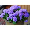 Semi di Agerato (Ageratum mexicanum) | 2,25 €