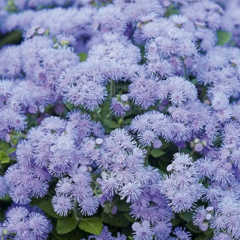 Flossflower Seeds (Ageratum mexicanum)