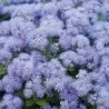 Flossflower Seeds (Ageratum mexicanum)