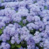 Semi di Agerato (Ageratum mexicanum) | 2,25 €