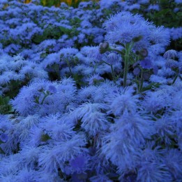 Nasiona żeniszka meksykańskiego (Ageratum mexicanum) - 263901544
