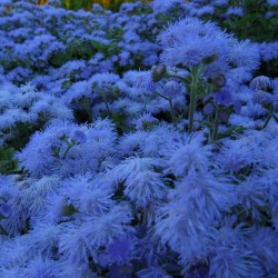 Price: €2.25 - Semillas de Agerato (Ageratum mexicanum) - 