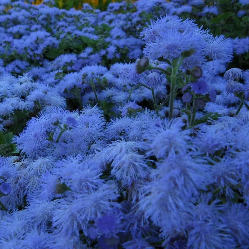 Flossflower Seeds (Ageratum mexicanum)