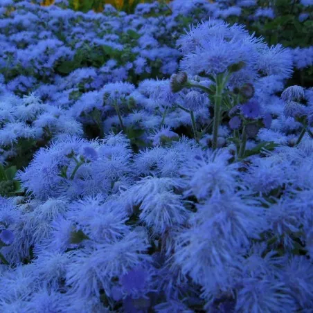 Flossflower Seeds (Ageratum mexicanum)