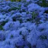 Flossflower Seeds (Ageratum mexicanum)