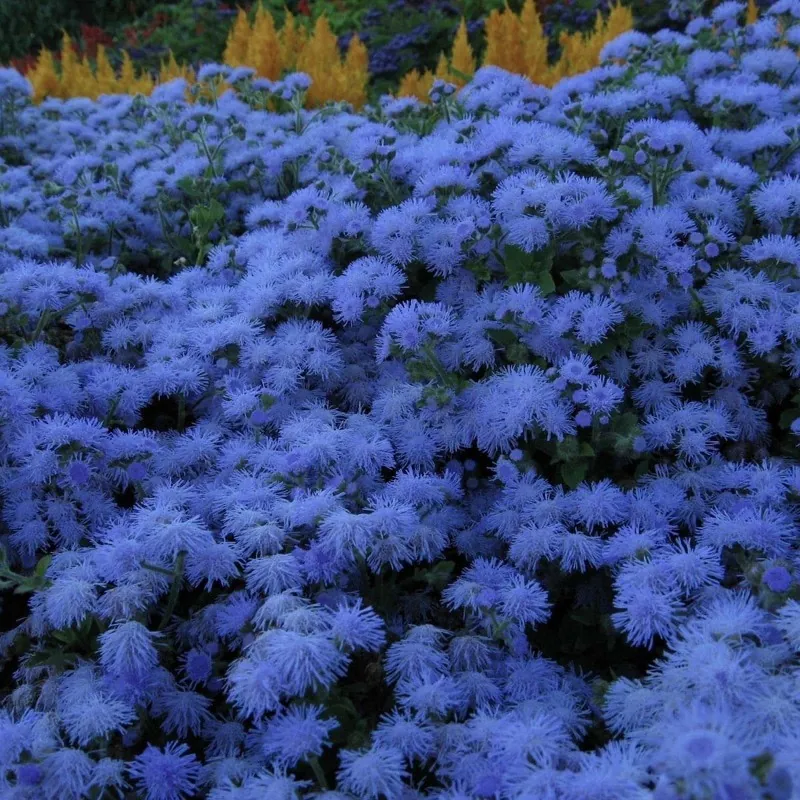 Flossflower Seeds (Ageratum mexicanum)