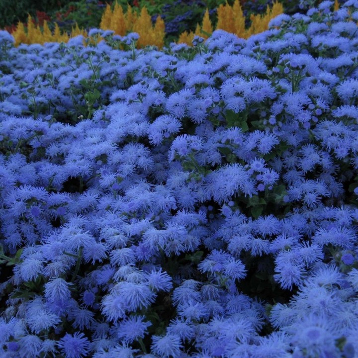 Nasiona żeniszka meksykańskiego (Ageratum mexicanum) - 263901544