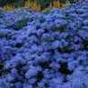 Flossflower Seeds (Ageratum mexicanum)