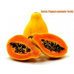 Semillas de Papayero - Carica Papaya