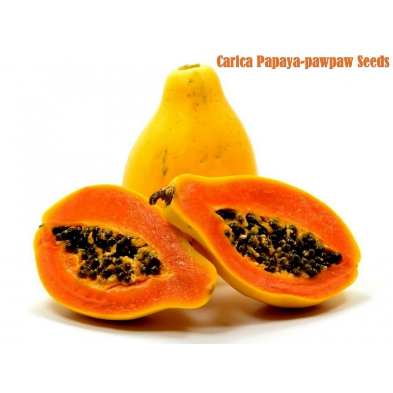 Röd Karibisk Papaya Frön (Carica papaya)