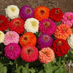 Sementes de Zinnia Lilliput 1.45 - 3