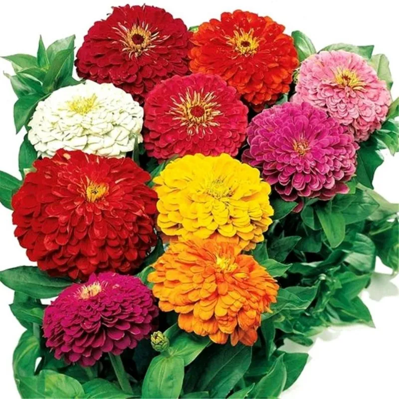 Graines de Zinnia Lilliput