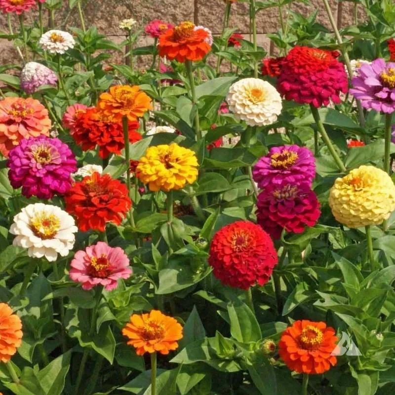 Graines de Zinnia Lilliput