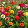 Dwarf Zinnia Seeds