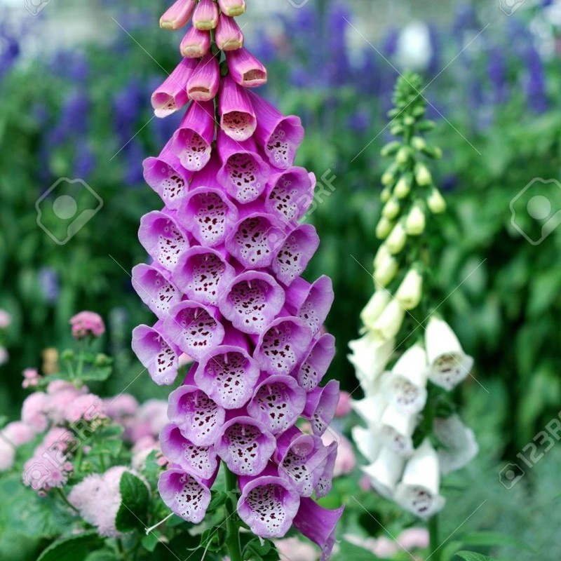 Price: €1 - Foxglove Seeds - 