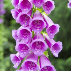 Price: €1 - Semi di Digitale Purpurea - 