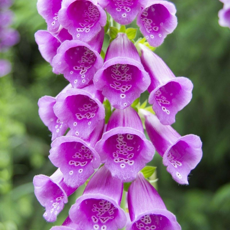 Price: €1 - Fingerborgsblomma lila Frön - 