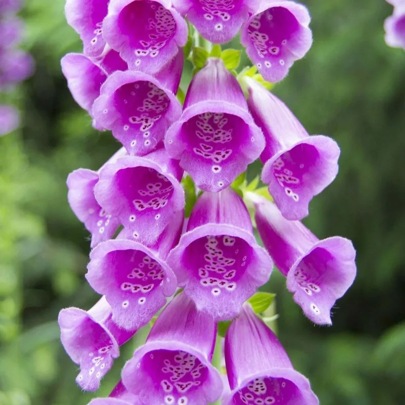 Semillas de Digitalis