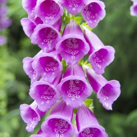 Foxglove Seeds