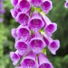 Price: €1 - Fingerborgsblomma lila Frön - 