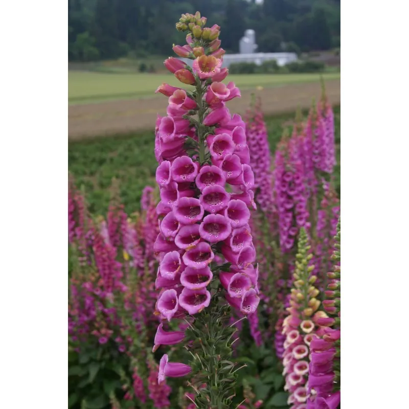 Semillas de Digitalis