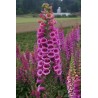 Price: €1 - Semillas de Digitalis - 