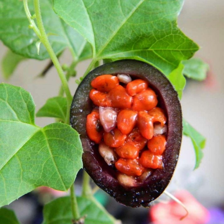 Blue Sweet Calabash Seeds (Passiflora morifolia) - 199.392278