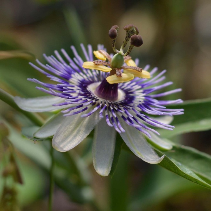 Blue Sweet Calabash Seeds (Passiflora morifolia) - 199.392278