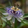 Price: €1.7 - Blue Sweet Calabash Seeds (Passiflora morifolia) - 
