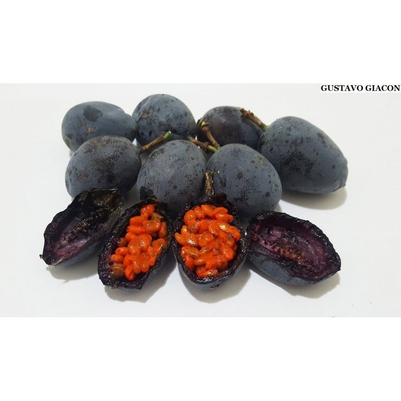 Price: €1.7 - Blue Sweet Calabash Seeds (Passiflora morifolia) - 