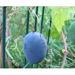 Semillas De Passiflora Morifolia 1.7 - 3