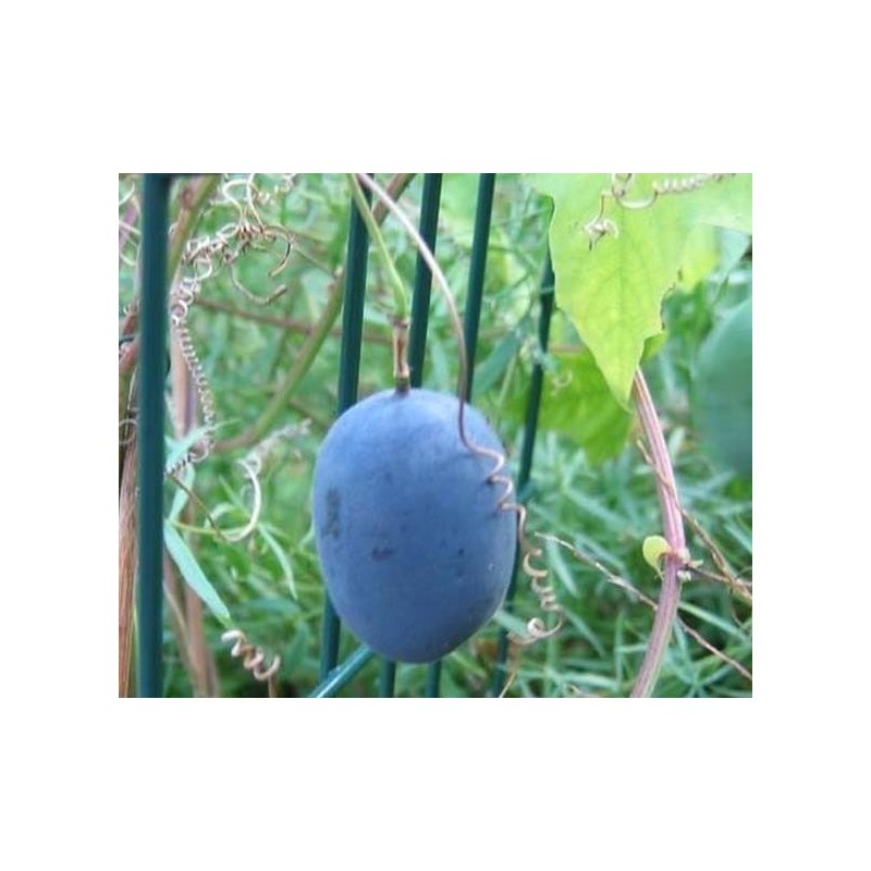 Price: €1.7 - Blue Sweet Calabash Seeds (Passiflora morifolia) - 