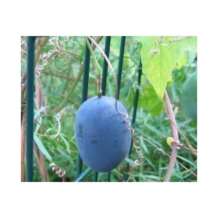 Blue Sweet Calabash Seeds (Passiflora morifolia) - 199.392278