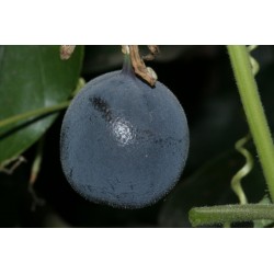 Blue Sweet Calabash Seeds (Passiflora morifolia) 1.7 - 4