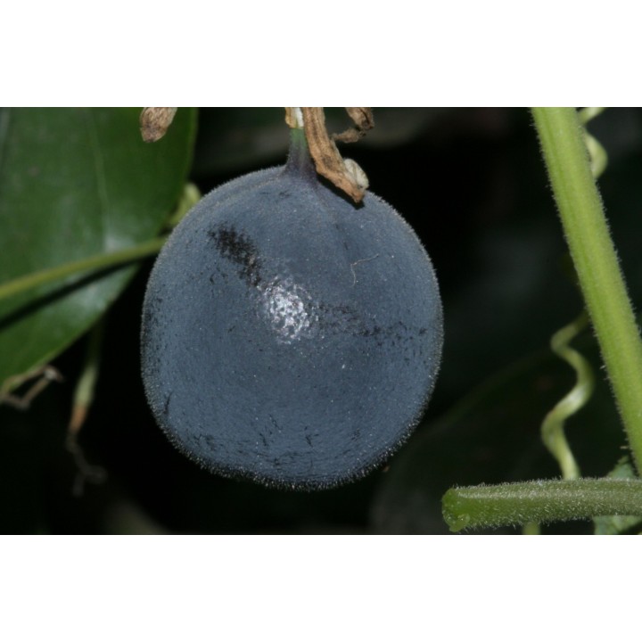 Blue Sweet Calabash Seeds (Passiflora morifolia) - 199.392278