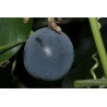 Price: €1.7 - Blue Sweet Calabash Seeds (Passiflora morifolia) - 