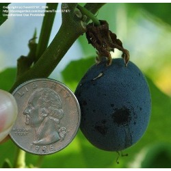Blue Sweet Calabash Seeds (Passiflora morifolia) 1.7 - 5