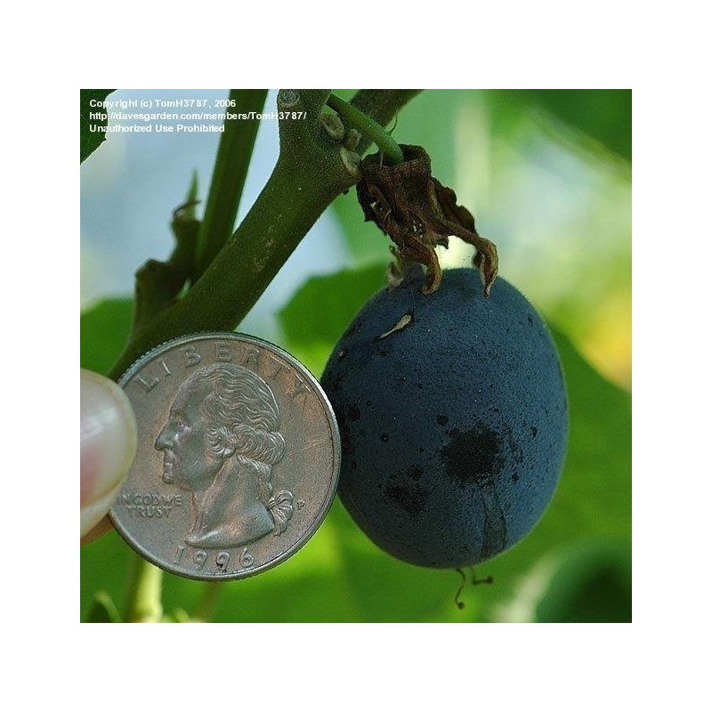 Price: €1.7 - Blue Sweet Calabash Seeds (Passiflora morifolia) - 