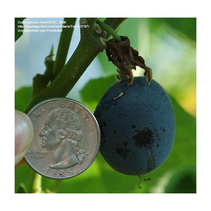 Blue Sweet Calabash Seeds (Passiflora morifolia) - 199.392278