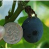 Price: €1.7 - Blue Sweet Calabash Seeds (Passiflora morifolia) - 