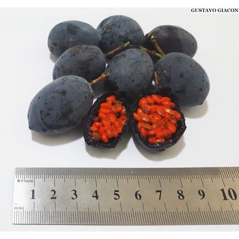 Price: €1.7 - Blue Sweet Calabash Seeds (Passiflora morifolia) - 