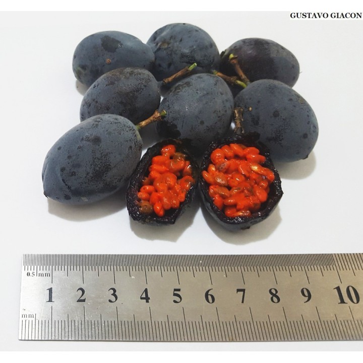 Blue Sweet Calabash Seeds (Passiflora morifolia) - 199.392278