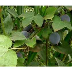 Hristov Venac Seme Passiflora morifolia 1.7 - 7
