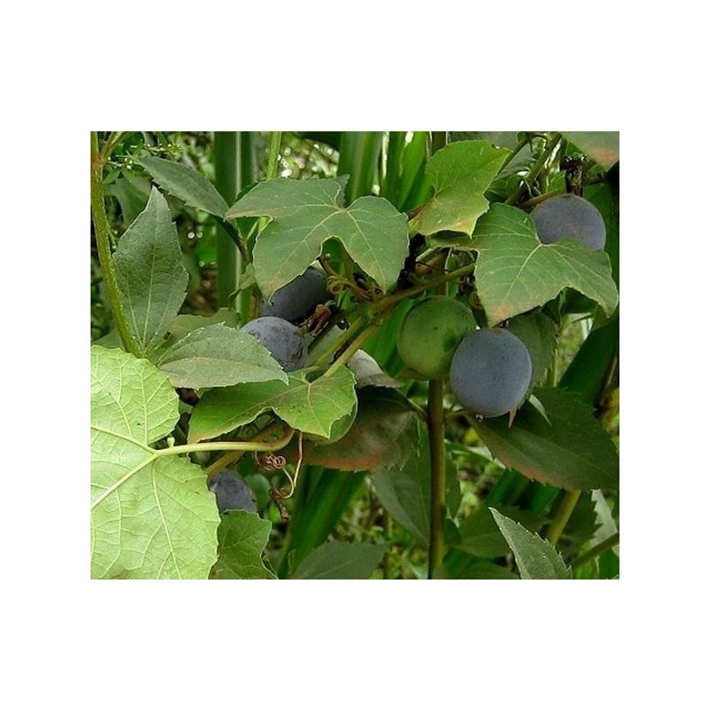 Price: €1.7 - Blue Sweet Calabash Seeds (Passiflora morifolia) - 