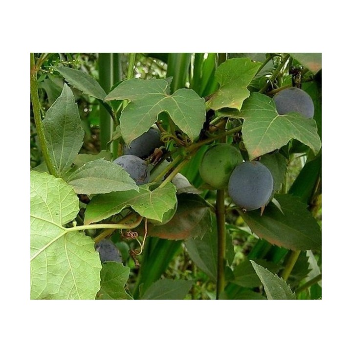 Blue Sweet Calabash Seeds (Passiflora morifolia) - 199.392278