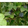 Price: €1.7 - Blue Sweet Calabash Seeds (Passiflora morifolia) - 