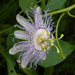Hristov Venac Seme Passiflora morifolia 1.7 - 8